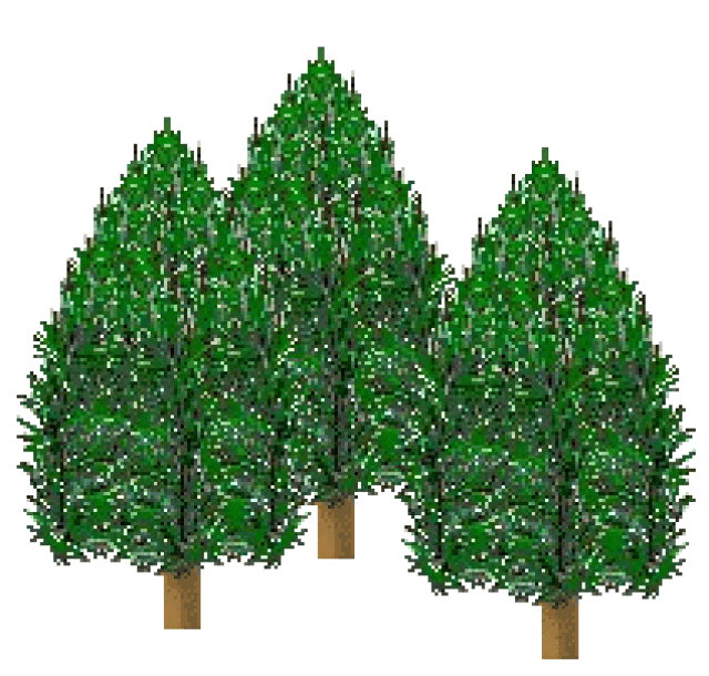 Pine Tree Forest Page 1 Pine Tree Forest Page 2 Pine Tree Forest Page