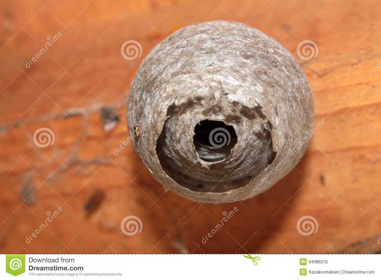 Wasp Nest On A Wooden Surface
