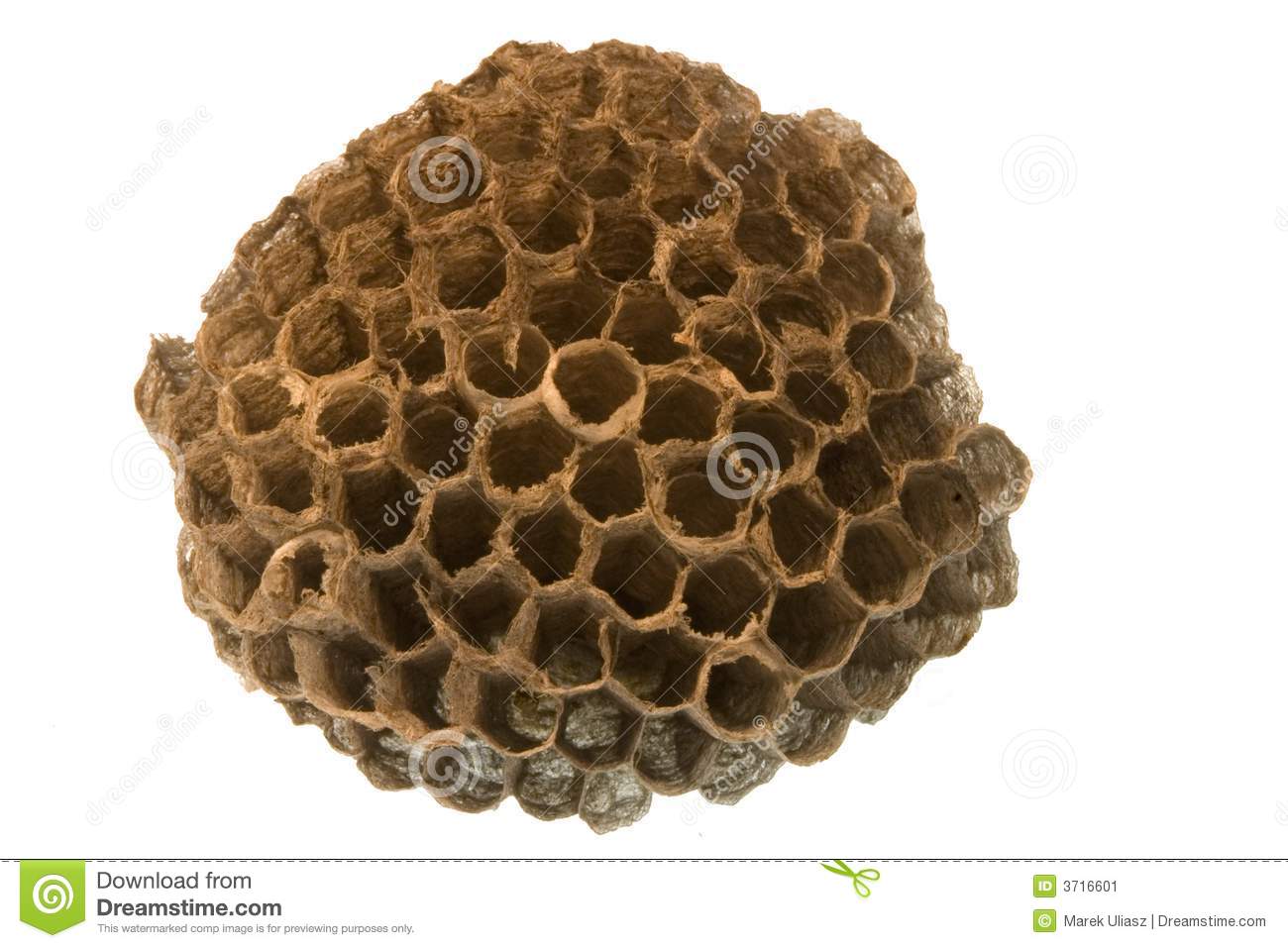 Wasp Nest Stock Image   Image  3716601