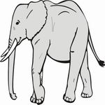 All About Elephant   Animals Coloring Page