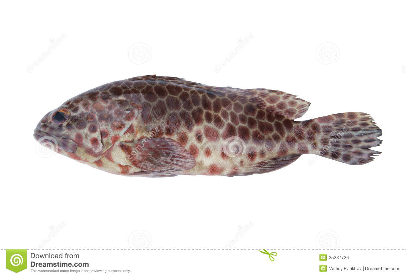 Greasy Grouper Fish Isolated Royalty Free Stock Image   Image