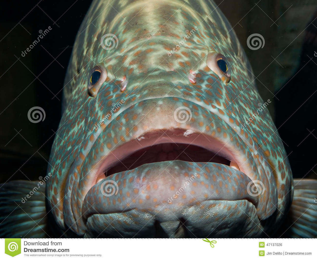 Grouper Fish Ina Public Aquarium