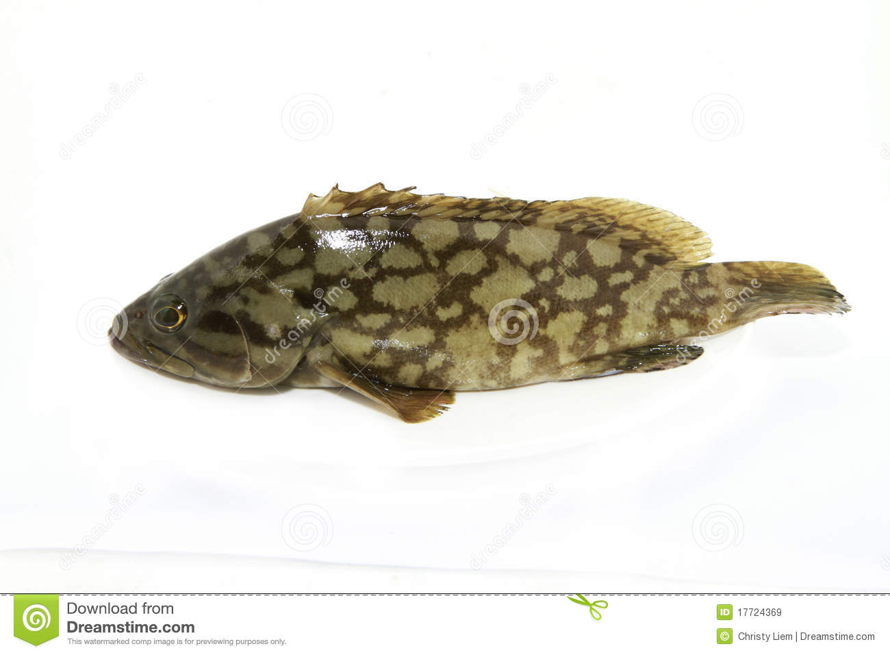 Grouper Fish Royalty Free Stock Images   Image  17724369