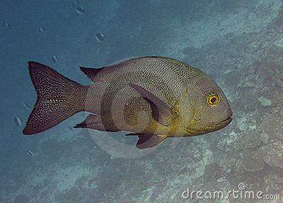 Grouper Fish Royalty Free Stock Photo   Image  2544985