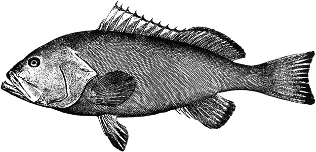 Red Grouper   Clipart Etc