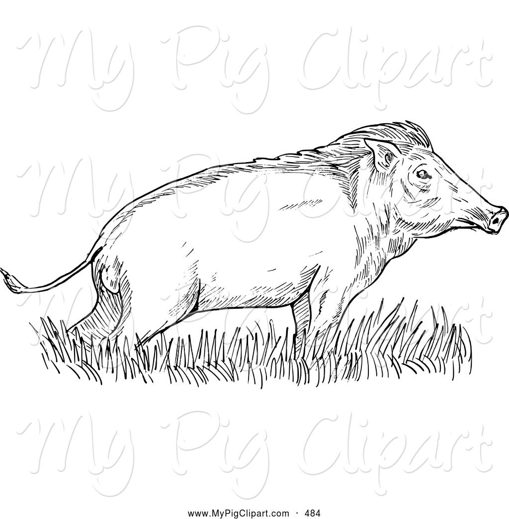 Royalty Free Wild Boar Stock Pig Clipart Illustrations