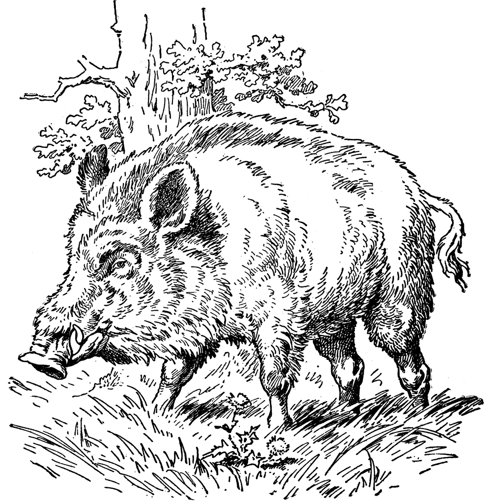 The Wild Boar That Chased Jack   Clipart Etc
