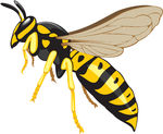 Wasp   Household Pest Pest Control Social Insect