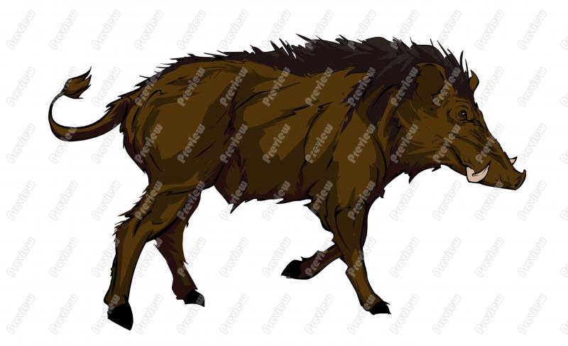 Wild Boar Cartoon Clip Art