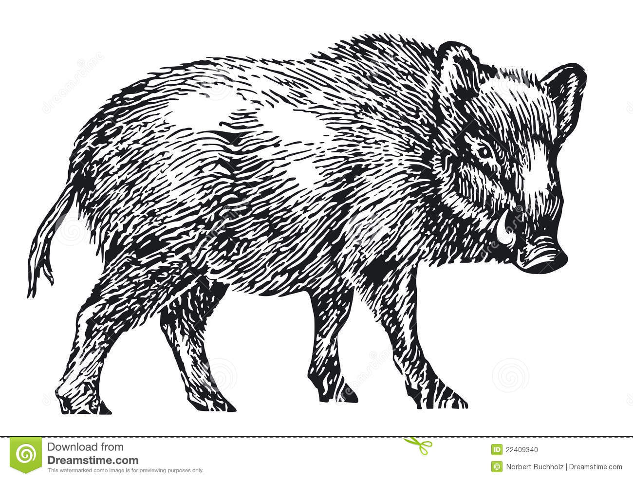 Wild Boar Isolated On White Illustration