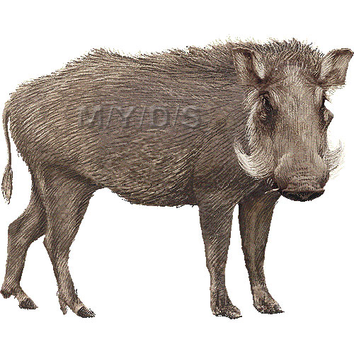 Wild Boar Wild Pig Clipart Graphics  Free Clip Art