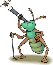 10 Cricket Pictures Insects Free Cliparts That You Can Download To You