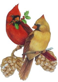 Birds On Pinterest   Vintage Birds Cardinals And Bluebirds