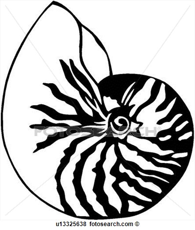 Clip Art  Nautilus Ocean Shell Varieties   Fotosearch Search