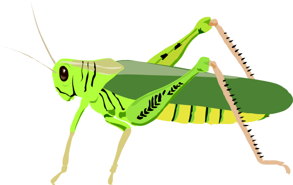 Grasshopper Locust Clip Art At Clker Com   Vector Clip Art Online