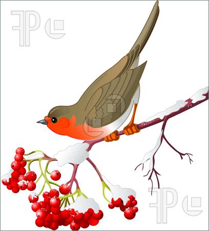 Illustration Of Cute Robin Sitting On Mountain Ash Branch  Isolated On
