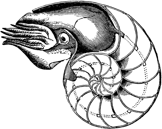 Nautilus   Clipart Etc