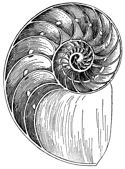 Nautilus Shell   Clipart Etc