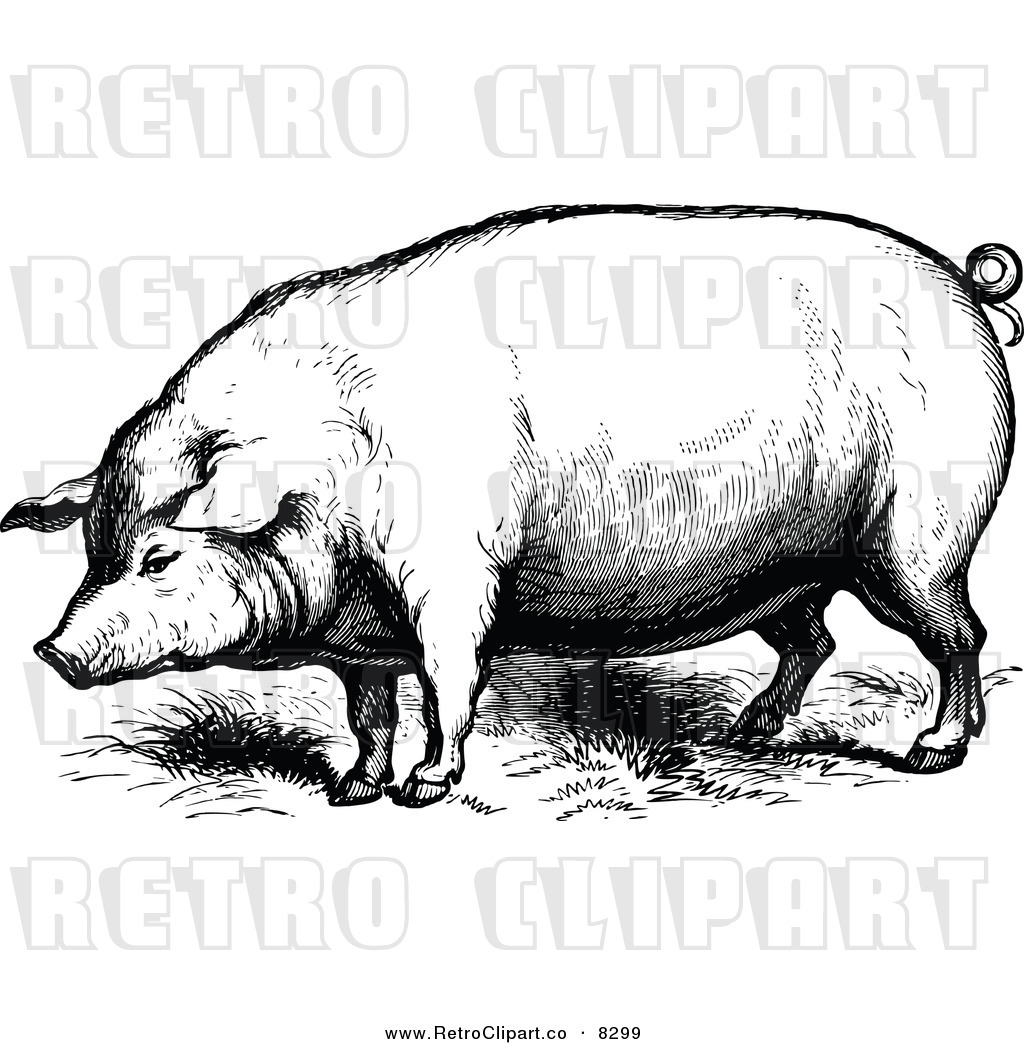 Vector Clipart Of A Retro Black And White Farm Pig By Prawny Vintage