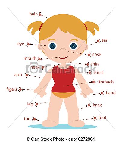 Of Girl Body Parts Chart For School Csp10272864   Search Clipart