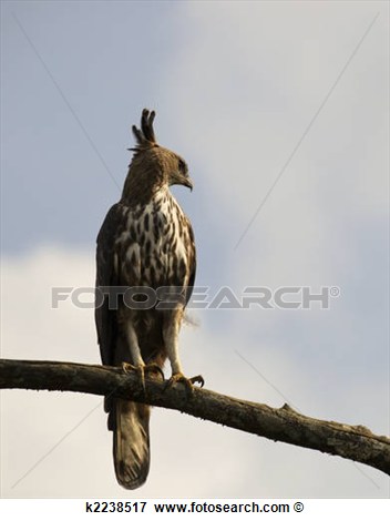 Picture Of Changeable Hawk Eagle In Sri Lanka K2238517   Search Stock