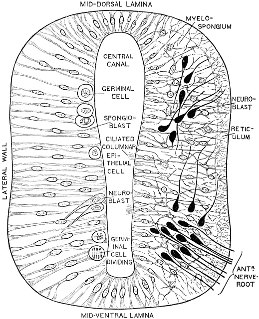 Section Through Early Neural Tube   Clipart Etc