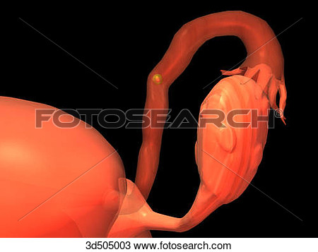 Through Proximal Portion Of Uterine Tube   Fotosearch   Search Clipart    