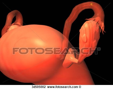 Through The Uterine Tube   Fotosearch   Search Clipart Illustration