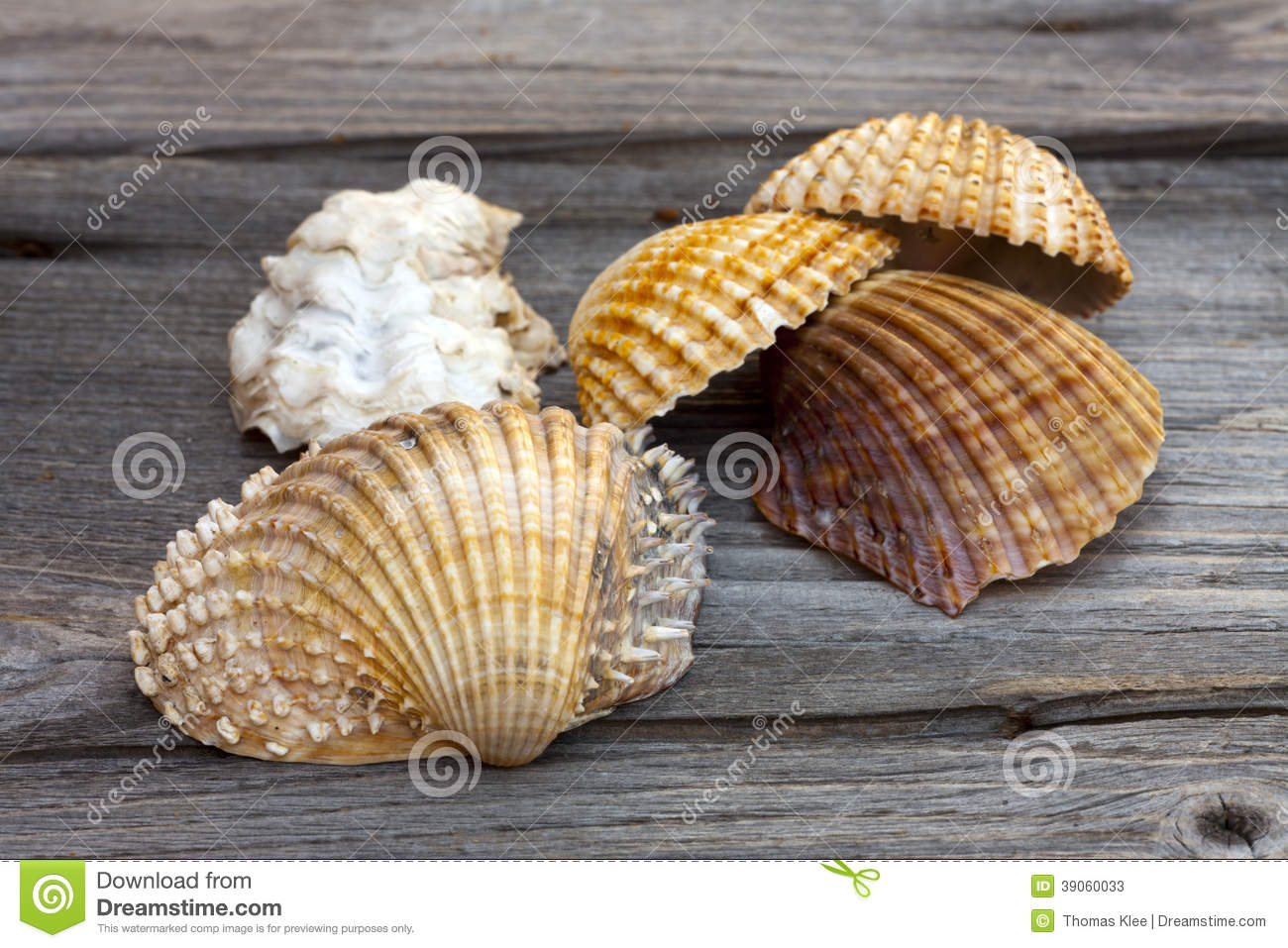 Close Up View Of Sea Shells From The Mediterranean On A Rustic Wooden