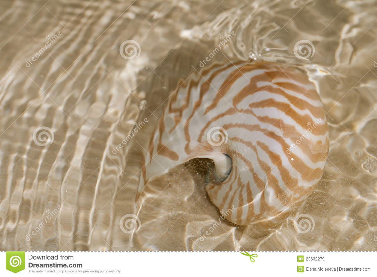 Nautilus Shell In The Sea Water Royalty Free Stock Images   Image