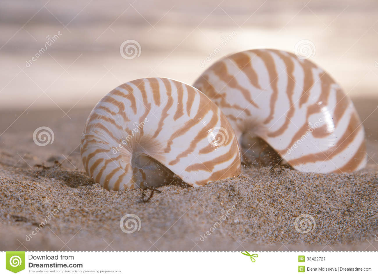 Two Nautilus Shells On Beach Sunrise And Tropical Sea Royalty Free
