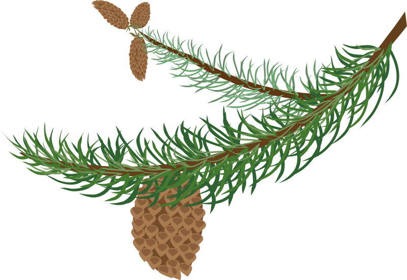Pine Bough Tree Cone Clipart   Free Clip Art Images