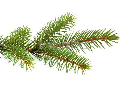 Pine Tree Branch Isolated On White Backgrond