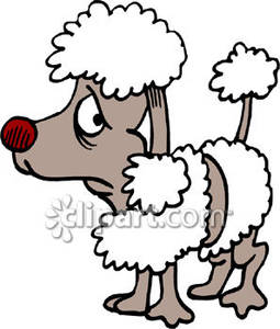 Scared Poodle In A Dog Show   Royalty Free Clipart Picture