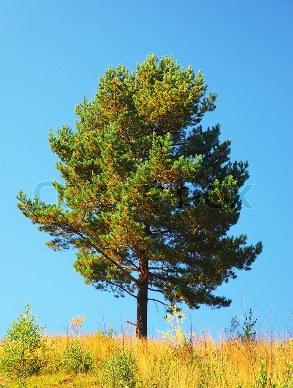 Blue Pine Tree