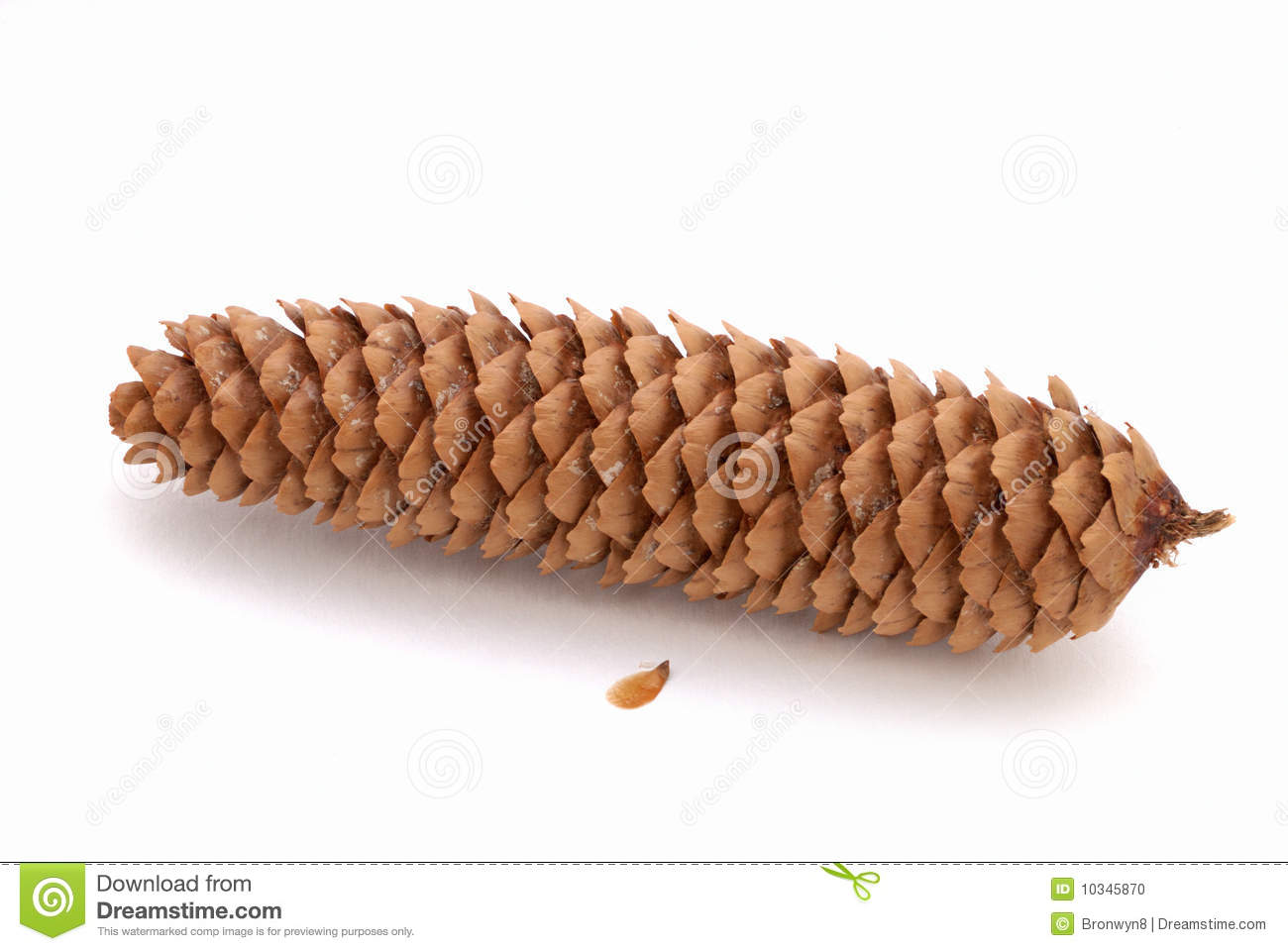 Brown Pine Cone Stock Photo   Image  10345870