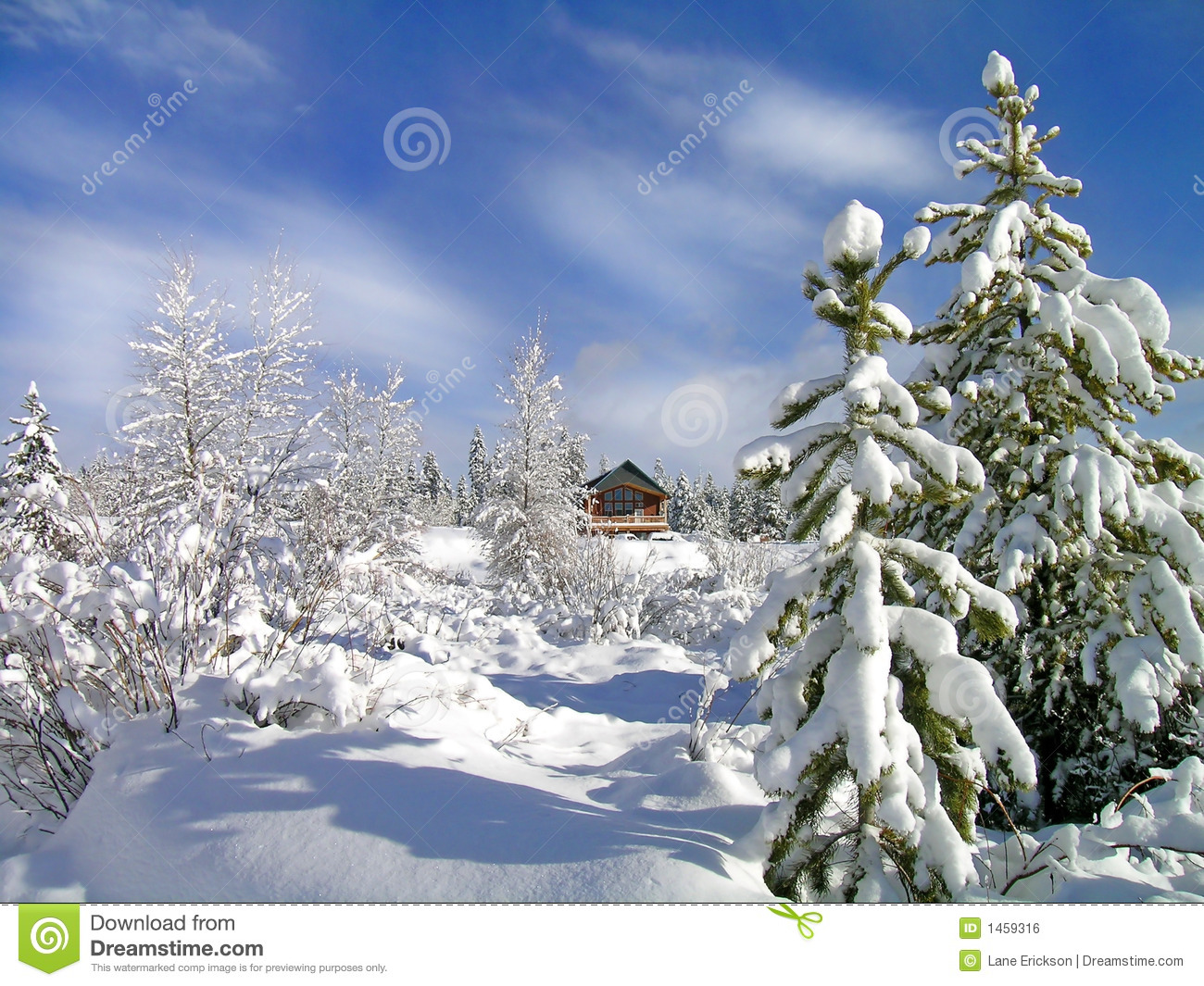 Cabin In Stand Of Pine Trees Covered In Snow In The Winter