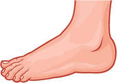Foot And Toes Clipart   Cliparthut   Free Clipart