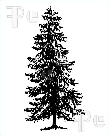Illustration Of Norway Spruce    Norway Spruce