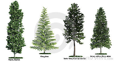     Isolated Against Pure White Poplar Scots Pine Pine Norway Spruce