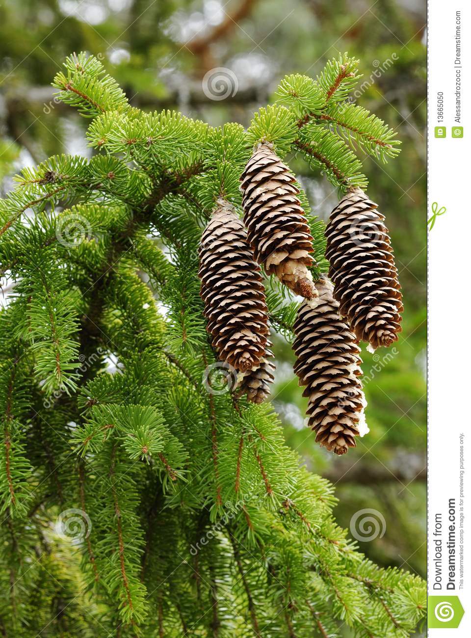 More Similar Stock Images Of   Pinecones Of Norway Spruce  