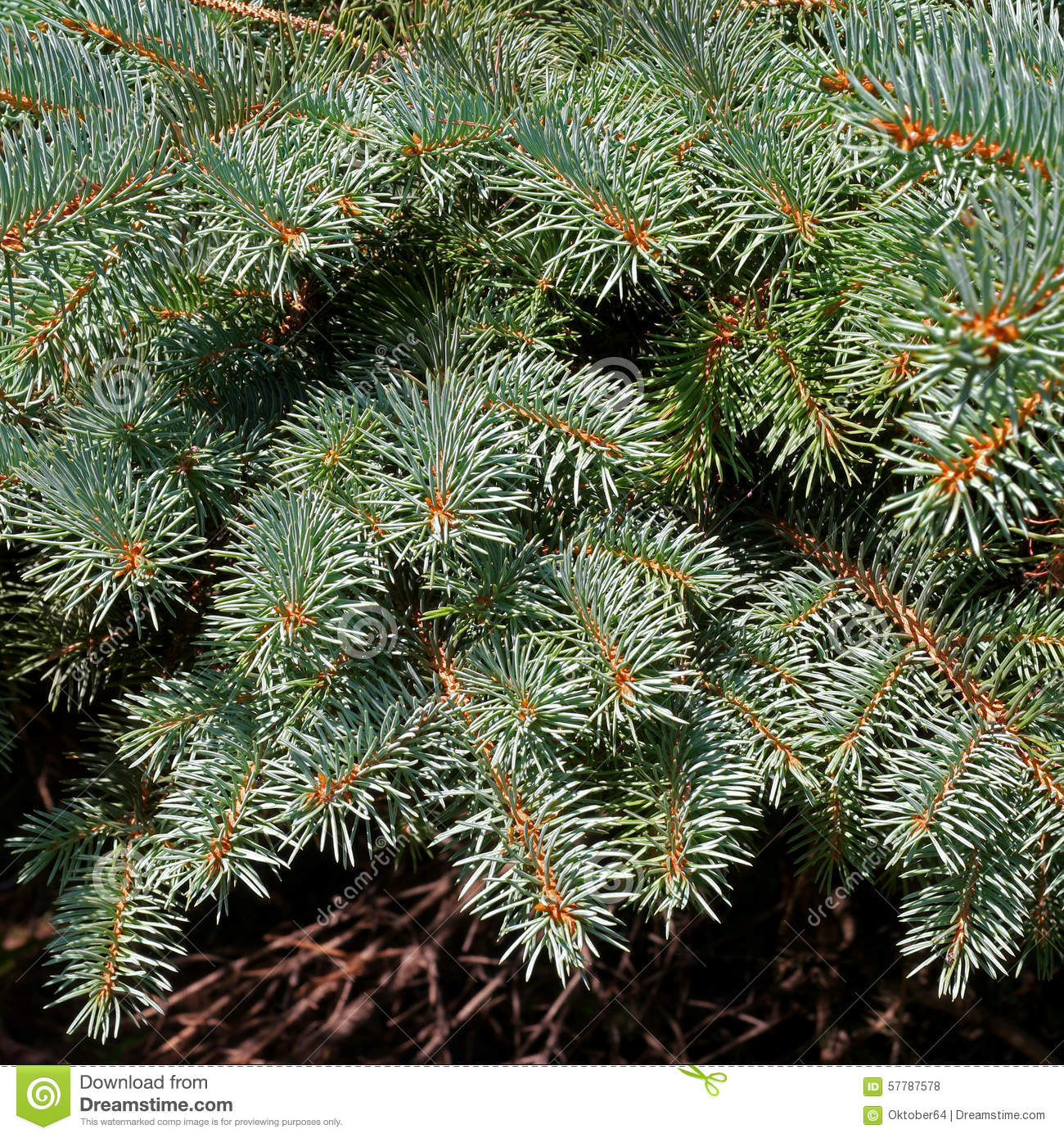 Norway Spruce  A Branch Of Pine Needles  Close Up