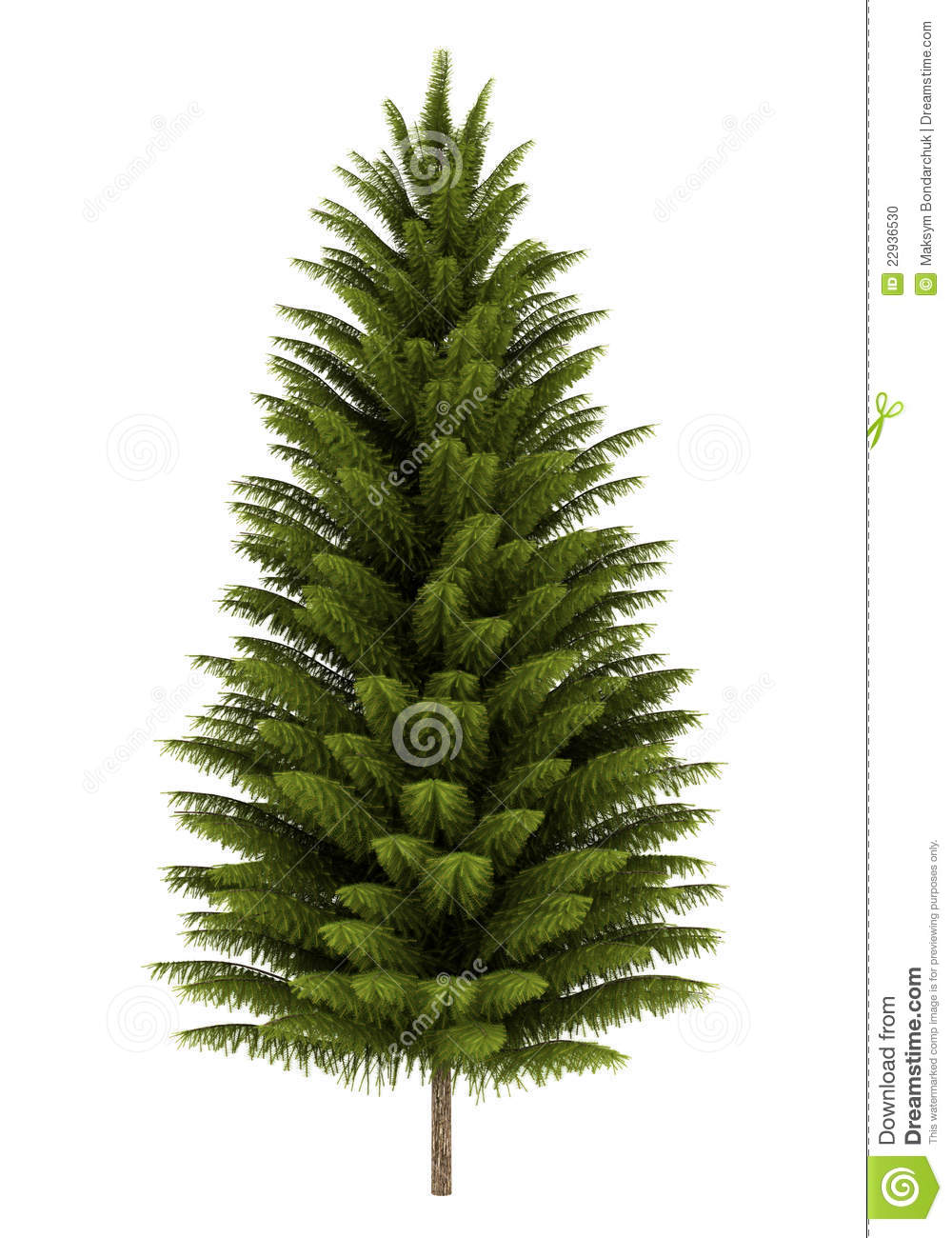 Norway Spruce Tree Isolated On White Stock Photo   Image  22936530