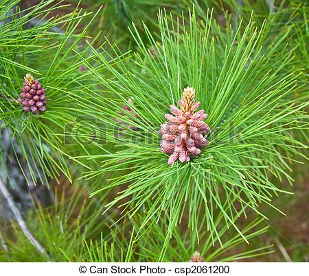 Of New Growth Pine Cones   A Northern Minnesota Norway Pine    
