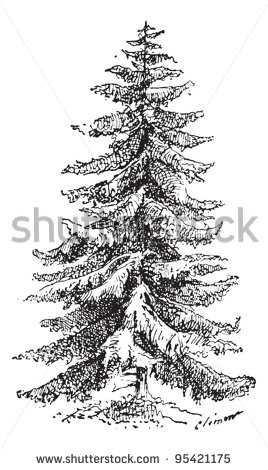 Old Engraved Illustration Of Norway Spruce Or Picea Abies Or European