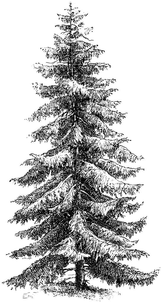 Picea Excelsa   Clipart Etc