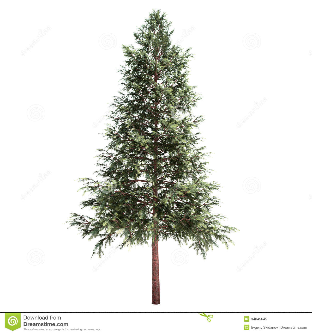 Royalty Free Stock Photo  Norway Spruce Tree Isolated