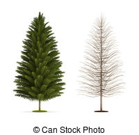 Spruce Tree High Resolution 3d Illustration Isolated On