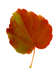 Autumn Clipart Red Green Leaf