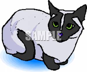 Cat Sitting And Staring   Royalty Free Clipart Picture